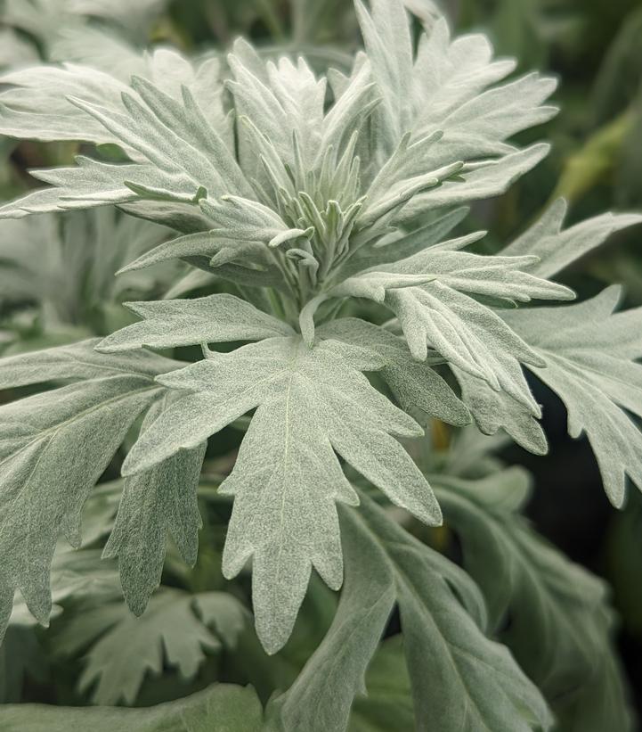 Artemisia x 'Silver Lining'