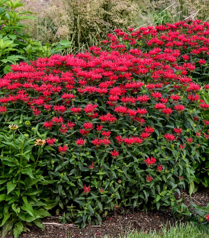 Monarda hybrid Upscale® Upscale® 'Red Velvet'
