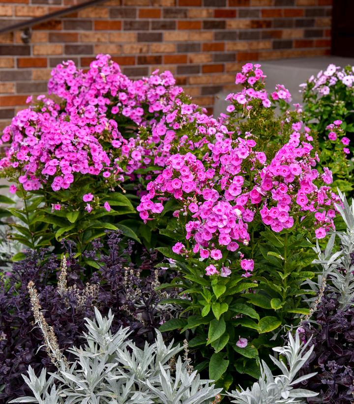 Phlox paniculata Luminary® 'Prismatic Pink'