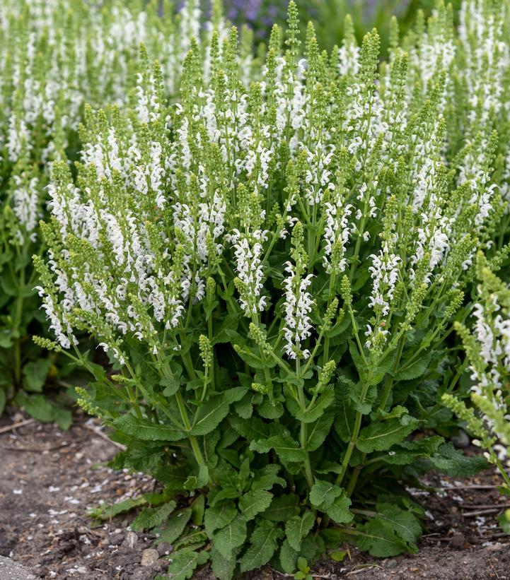 Salvia nemorosa 'White Profusion'