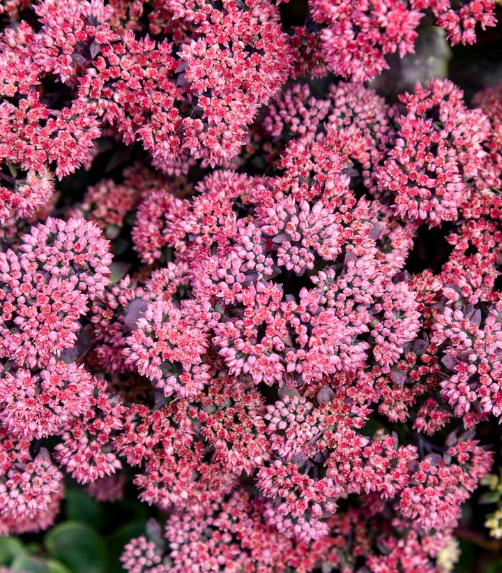 Sedum x Rock 'N Grow® 'Midnight Velvet'
