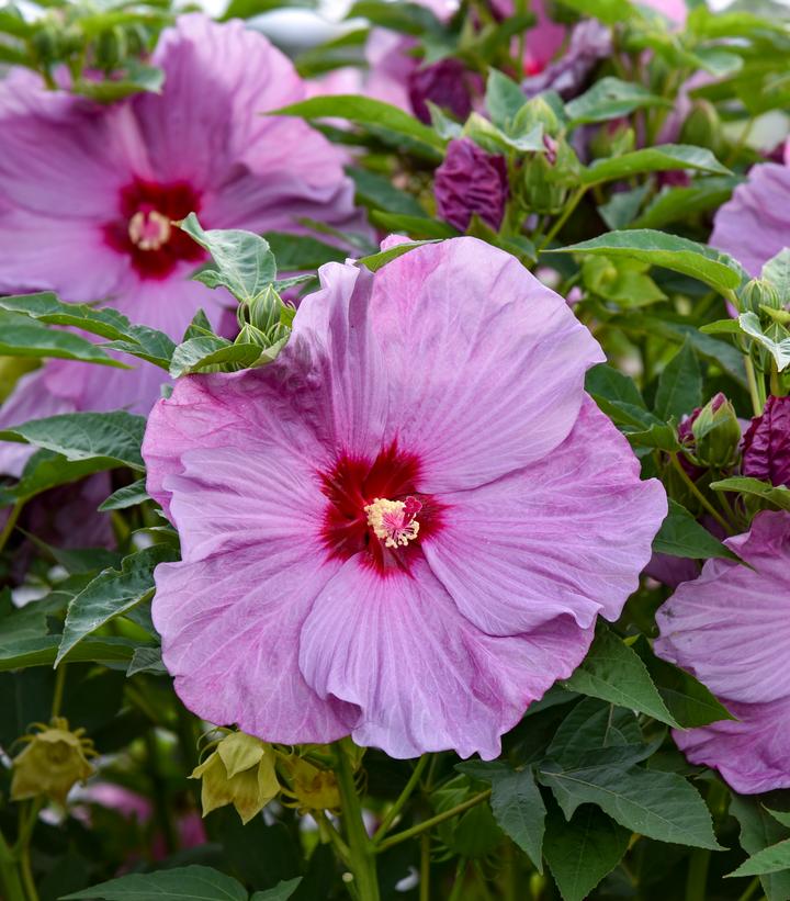 Hibiscus x Summerific® Lilac Crush