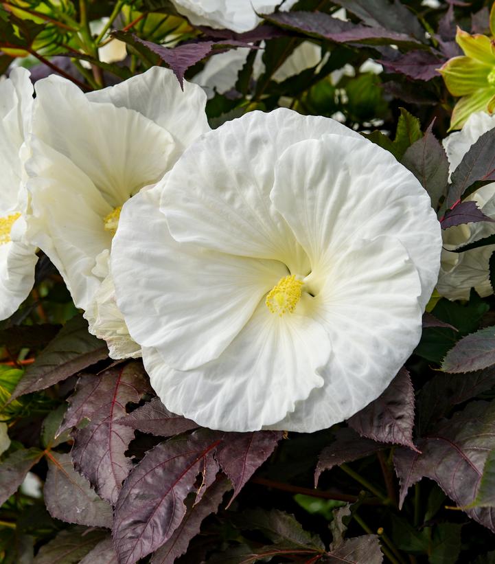Hibiscus x Summerific® Cookies & Cream