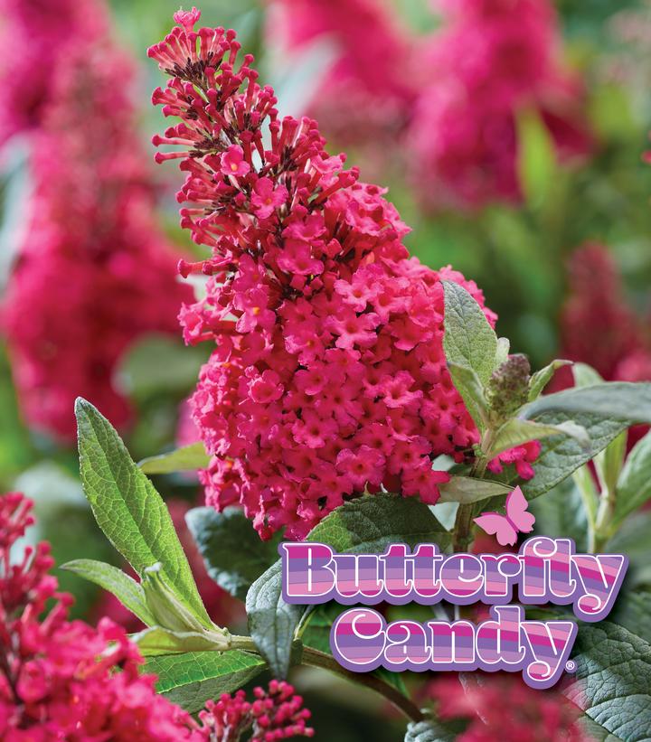 Buddleia davidii Butterfly Candy® Li'l Raspberry™