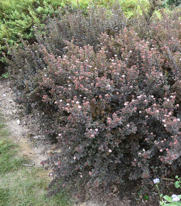 Physocarpus opulifolius Calico Kitty™