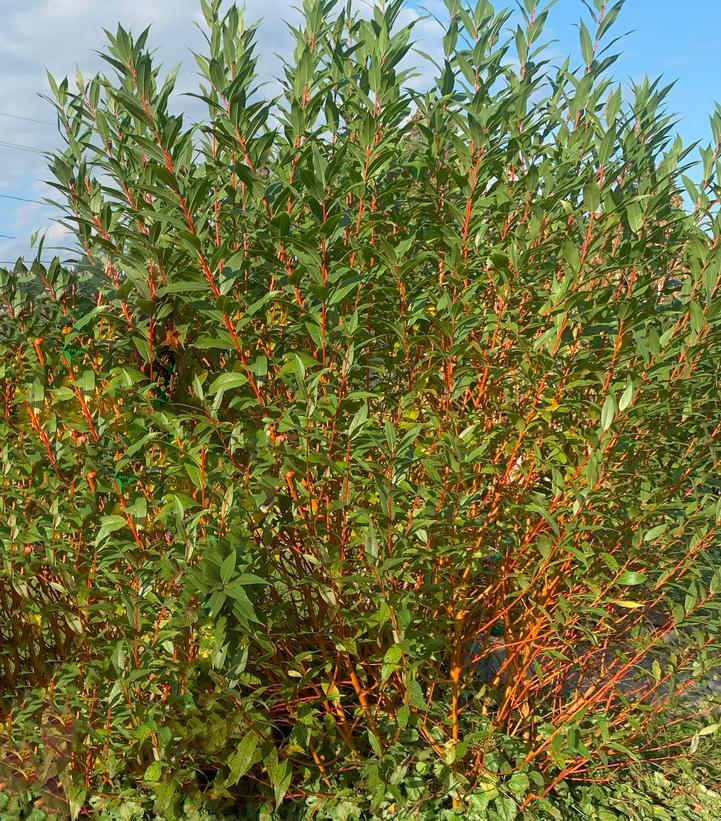 Salix alba 'Winter Torch'