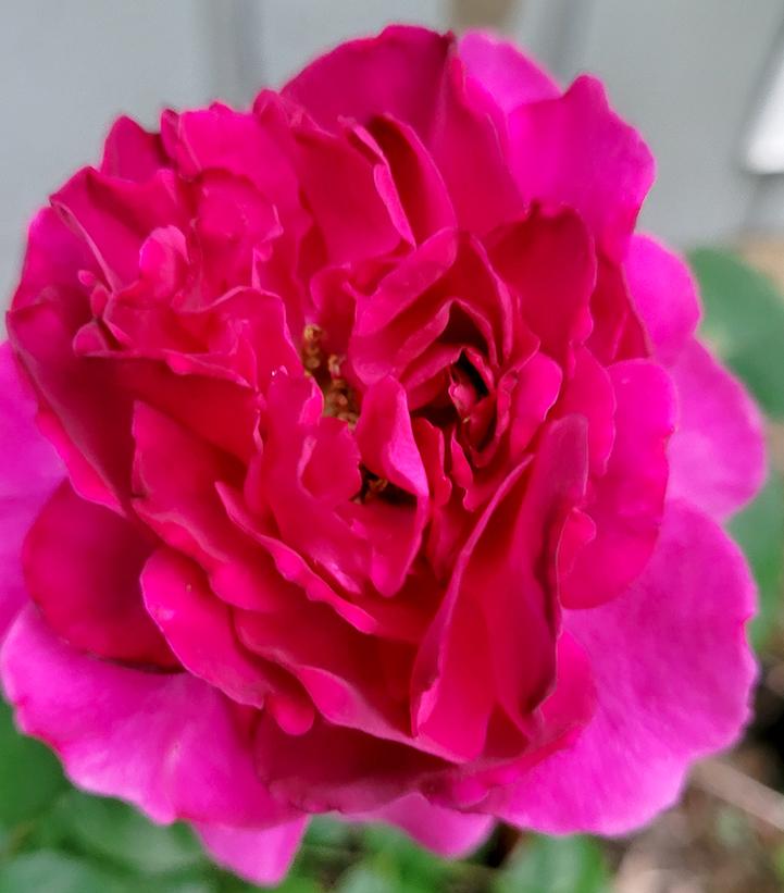Rosa Showpiece™ Berry