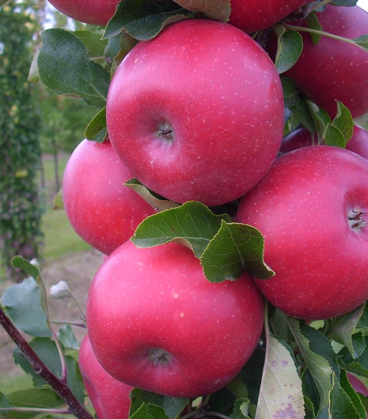 Malus x Fruit Snacks® Tasty Red™