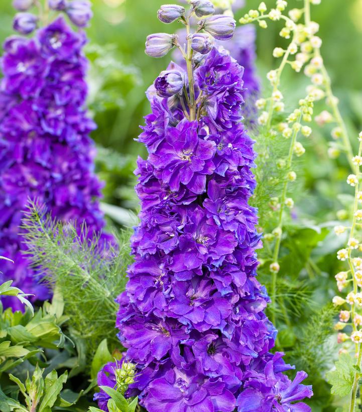 Delphinium x Delgenius™ Kingsley