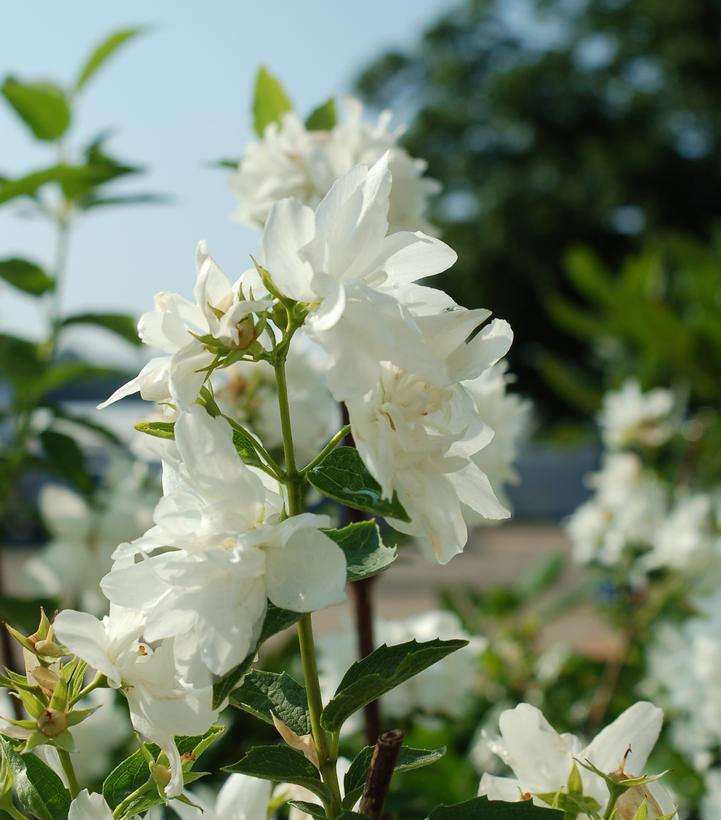 Philadelphus 'Buckley's Quill'