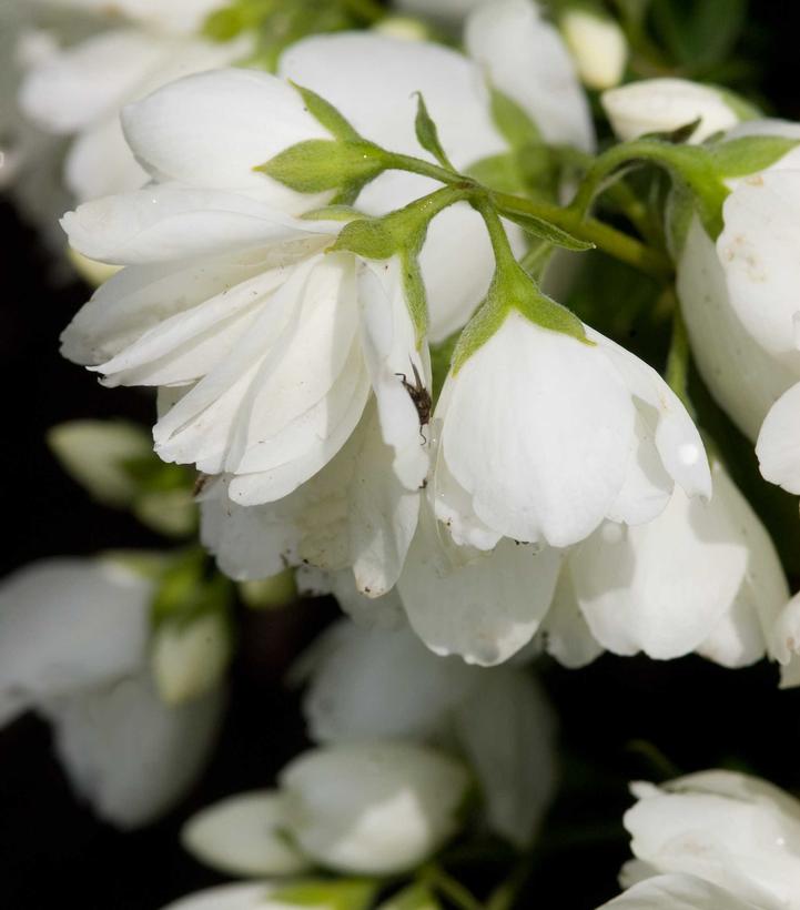 Philadelphus 'Snowbelle'