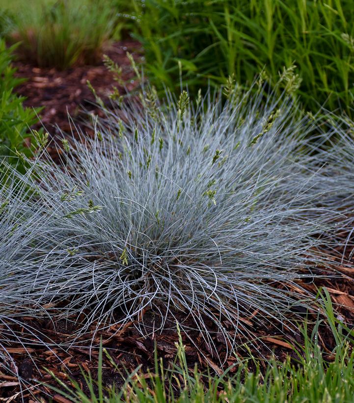Festuca glauca 'Blue Whiskers'