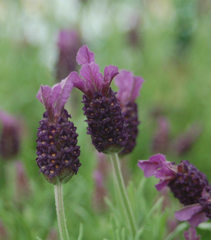Lavandula stoechas 'Anouk'