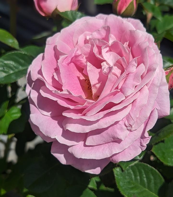 Rosa True Perfume