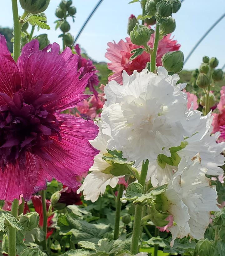 Alcea rosea annua Spring Celebrities Mix