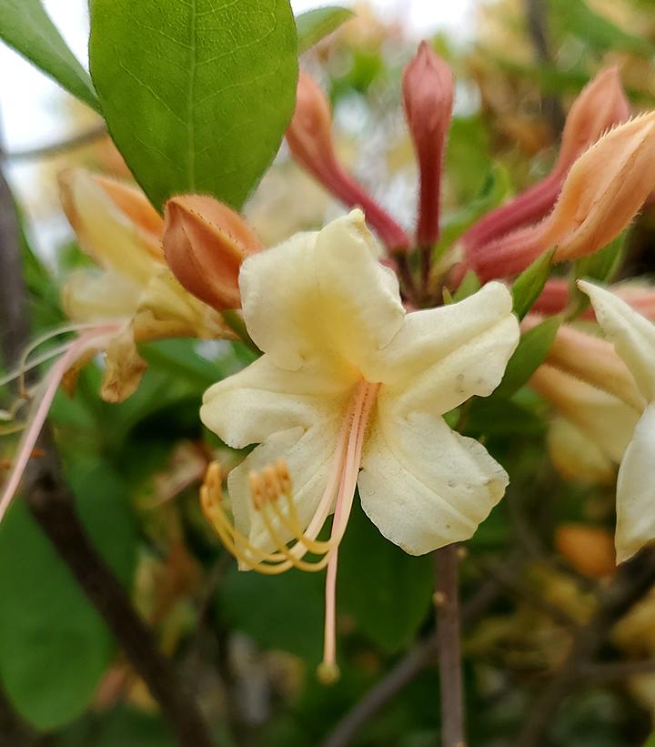 Azalea x 'My Mary'
