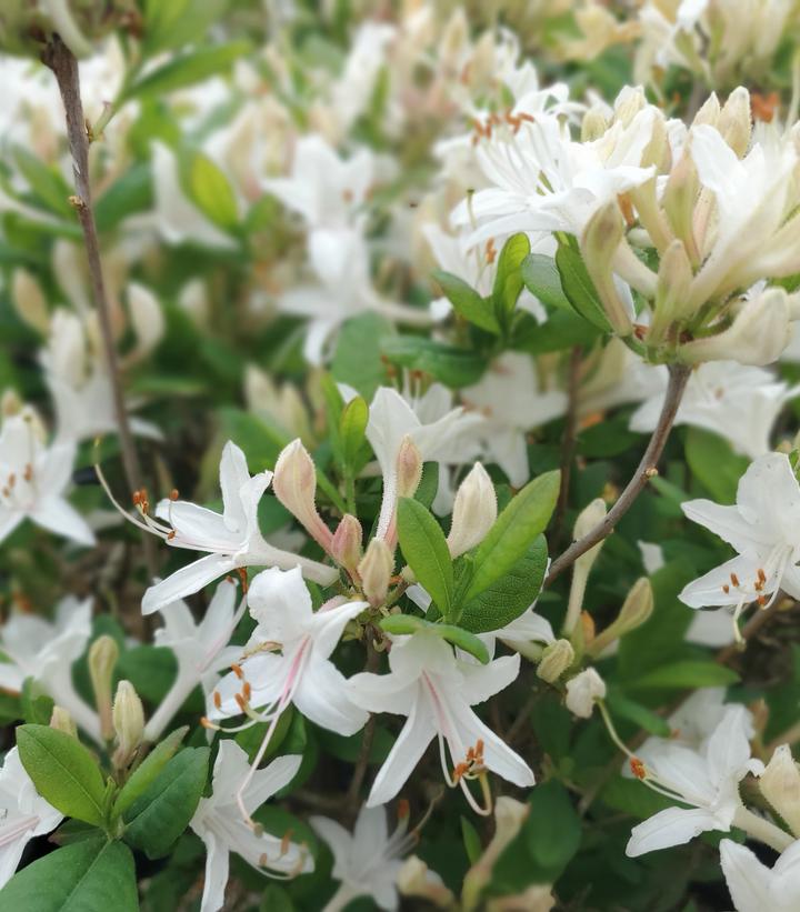 Azalea x 'Snowbird'