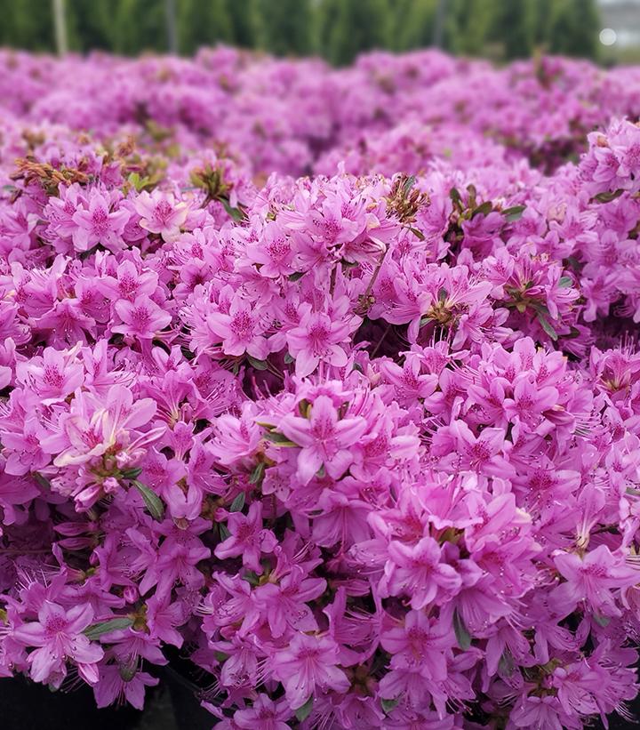 Azalea yedoense var. poukhanense 'Compacta'
