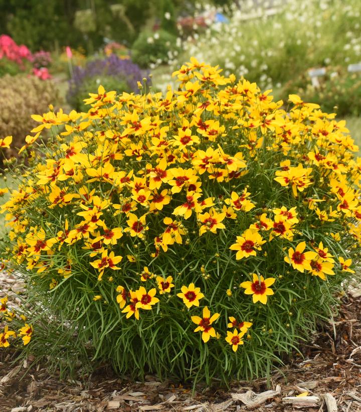 Coreopsis verticillata Designer Threads™ 'Golden Needles'