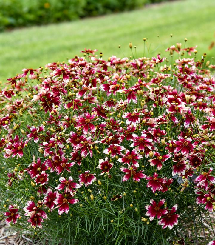 Coreopsis verticillata Designer Threads™ 'Heartstrings'