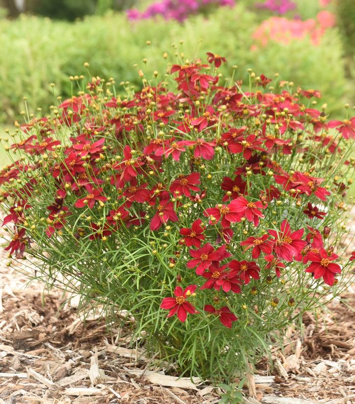 Coreopsis verticillata Designer Threads™ 'Scarlet Ribbons'