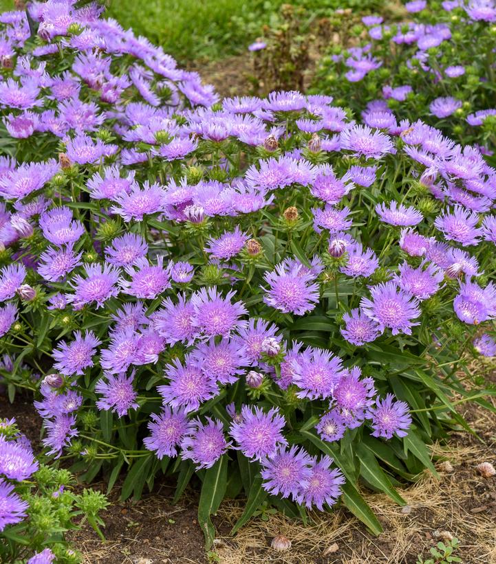Stokesia laevis TOTALLY STOKED™ 'Riptide'