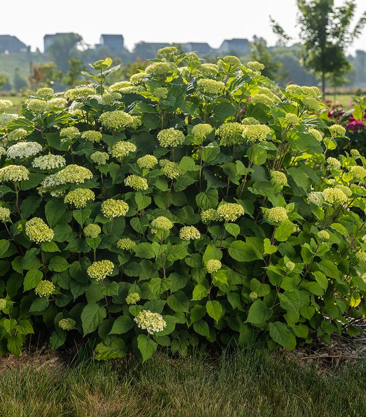 Hydrangea arborescens FlowerFull™