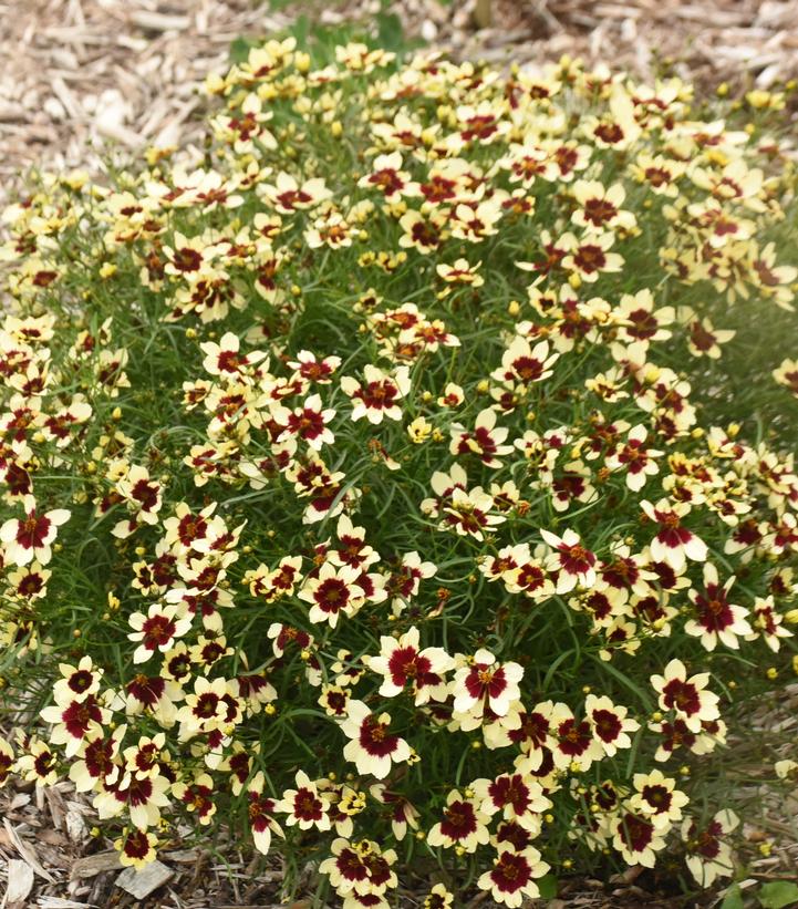 Coreopsis verticillata Designer Threads™ 'Creamy Calico'