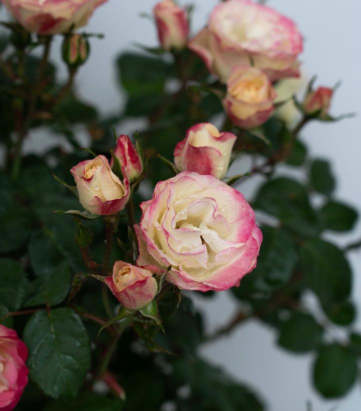 Rosa Enchanted Meadow™