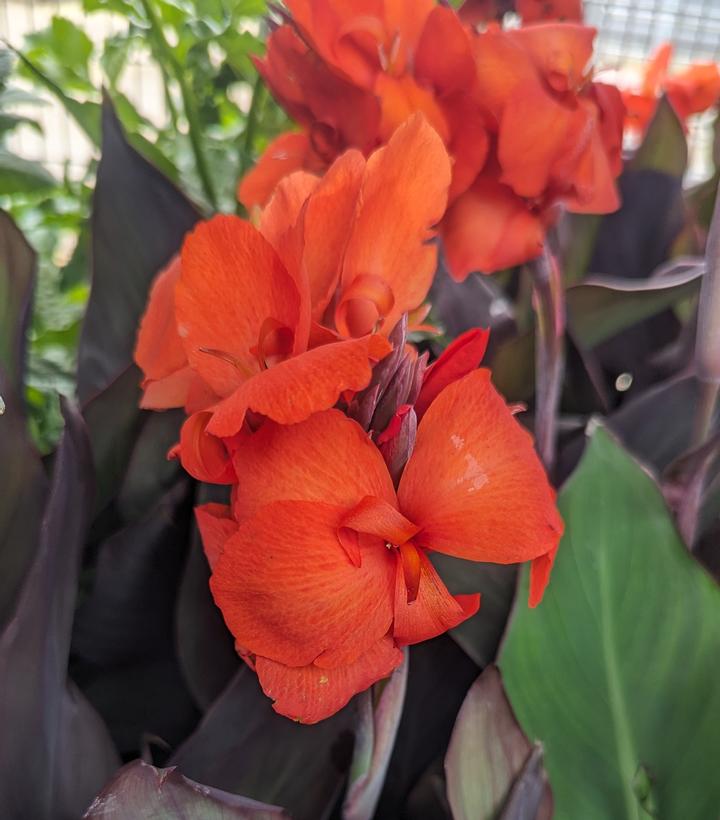 Canna x generalis Cannova® Bronze Orange