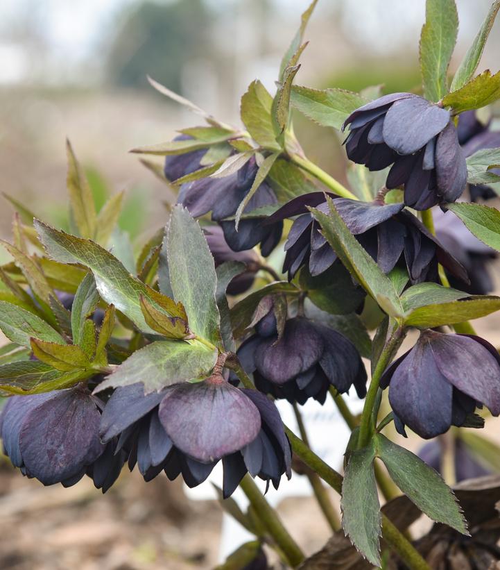 Helleborus Wedding Party® Dark and Handsome
