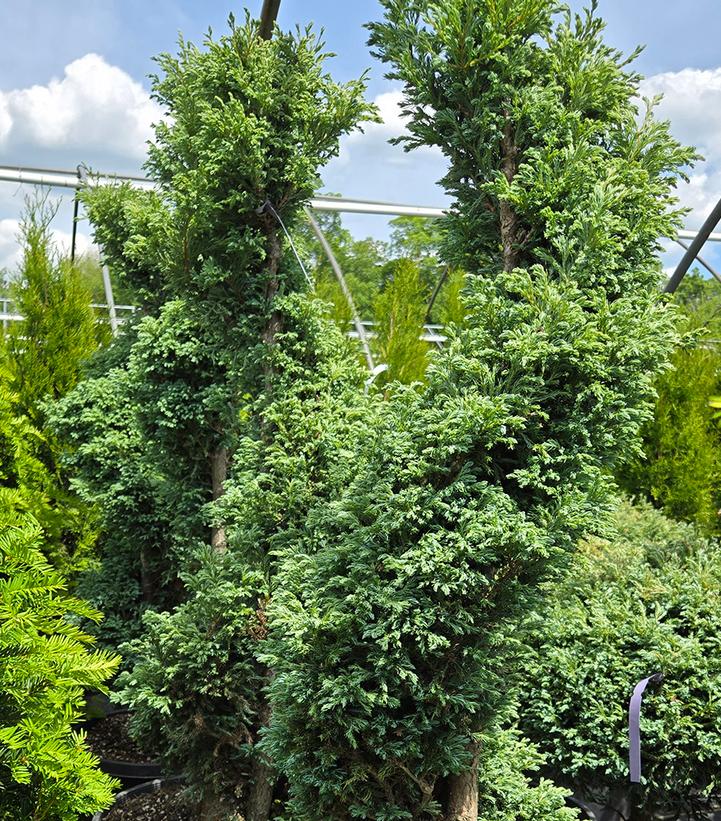 Chamaecyparis pisifera 'Cyano-viridis'