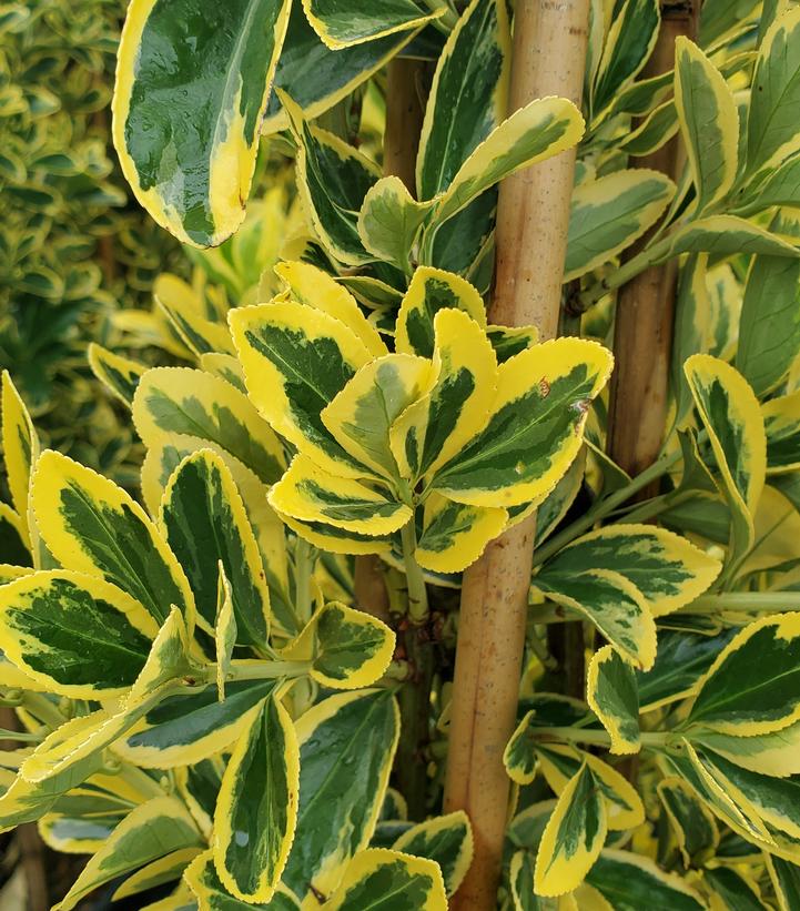 Euonymus japonicus 'Chollipo'