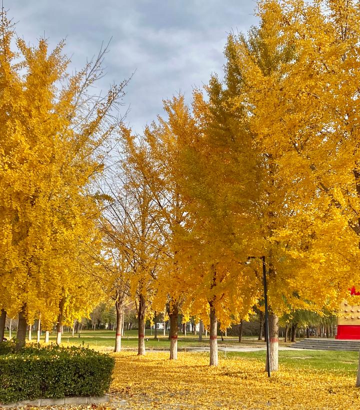 Ginkgo biloba 