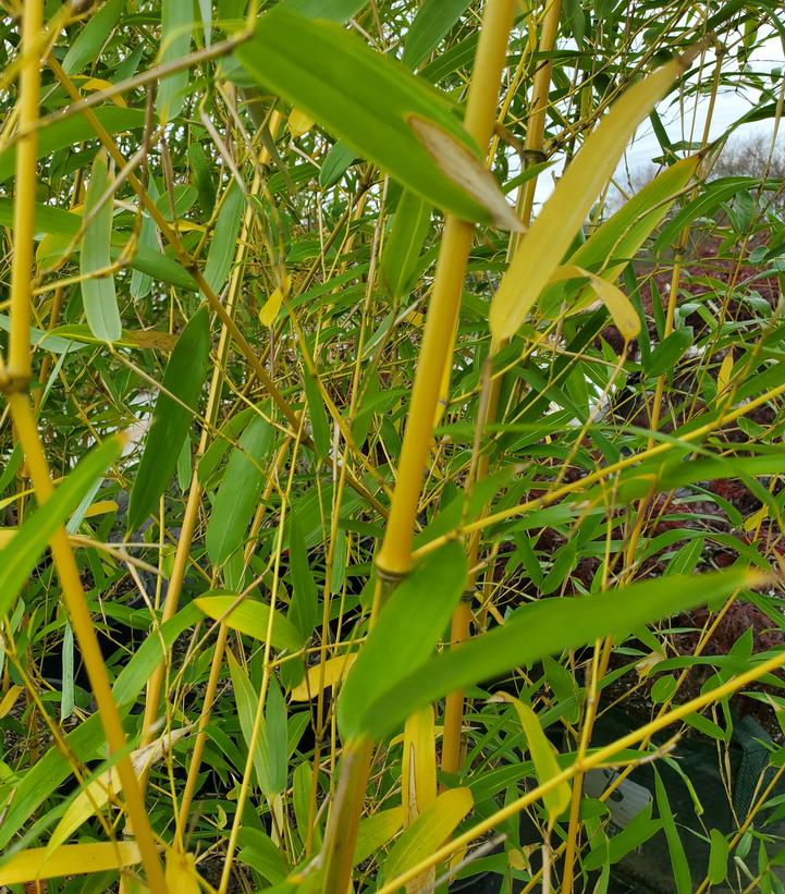 Bamboo- Phyllostachys aureosulcata 'Aureocaulis'