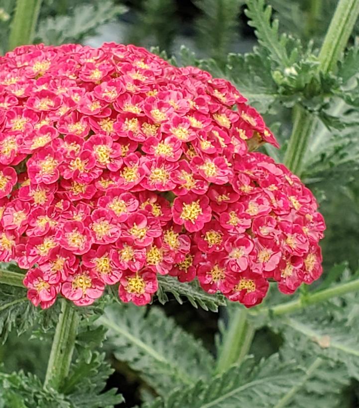 Achillea x 'Firefly Red Pop'