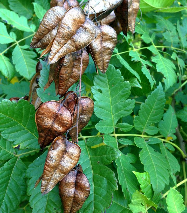 Koelreuteria paniculata 