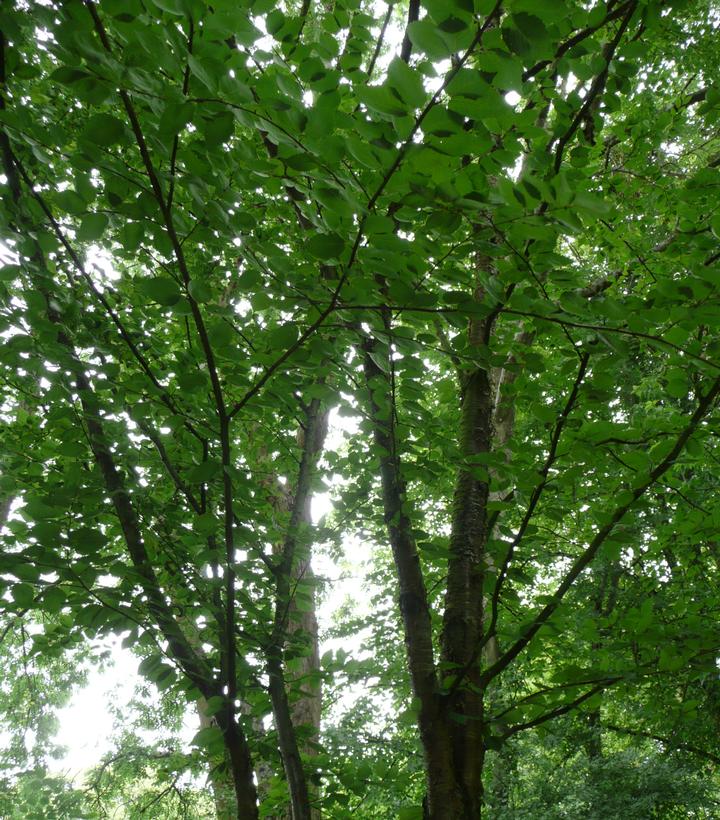 Betula alleghaniensis 