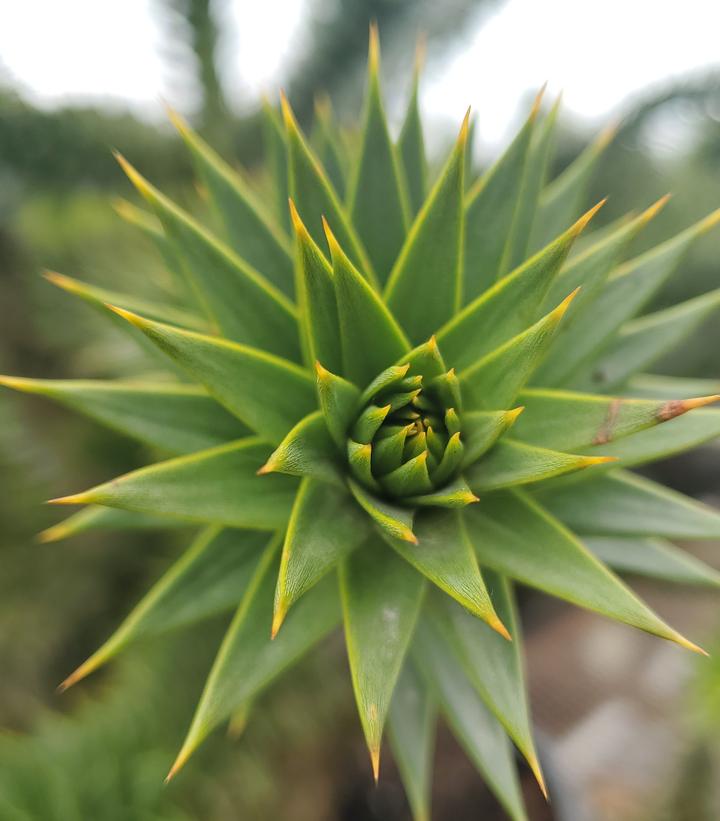 Araucaria araucana 