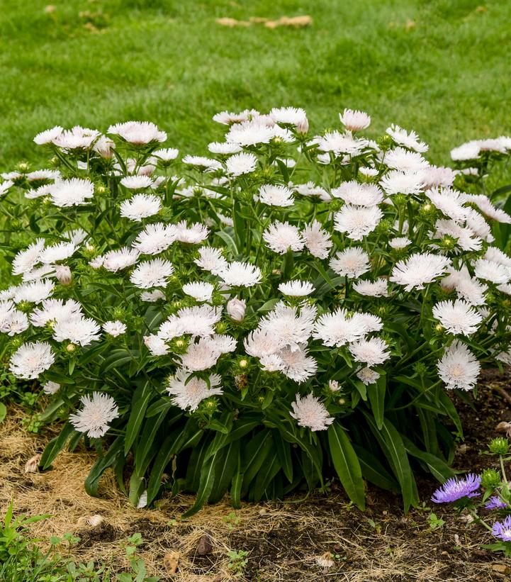 Stokesia laevis TOTALLY STOKED™ 'Whitecaps'