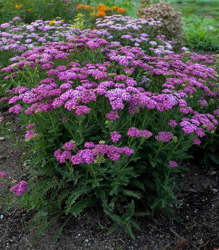 Achillea x 'Firefly Fuchsia'