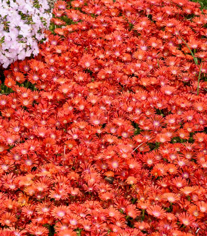 Delosperma x KALEIDOSCOPE™ 'Dancing Embers'