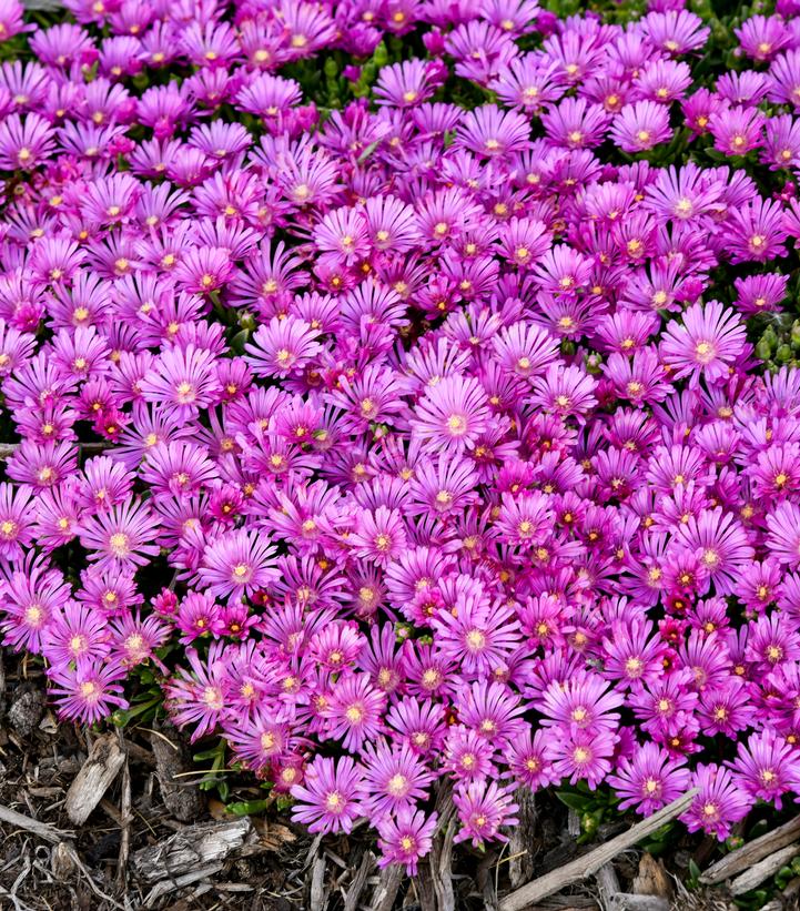 Delosperma x KALEIDOSCOPE™ 'Orchid Flash'