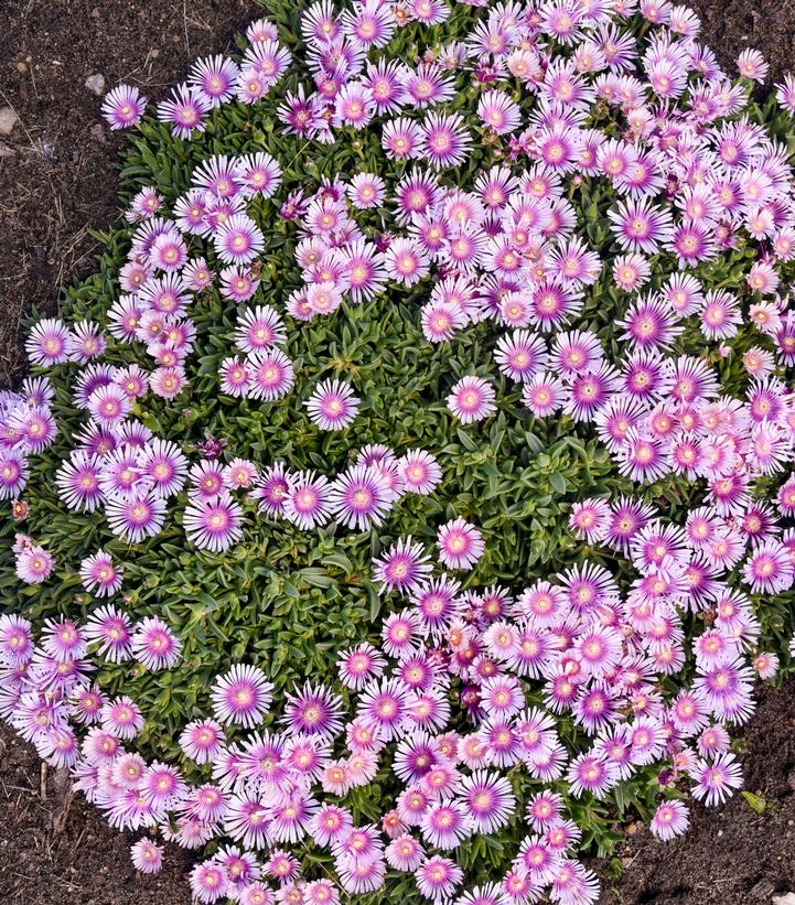 Delosperma x KALEIDOSCOPE™ 'Pink Radiance'