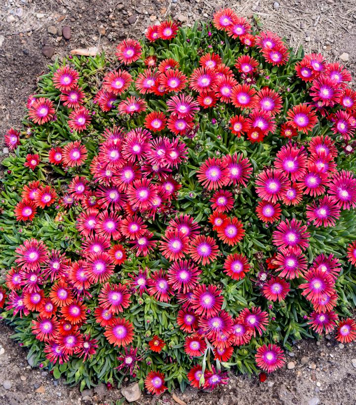 Delosperma x KALEIDOSCOPE™ 'Razzle Dazzle'