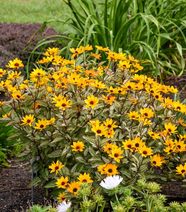 Heliopsis helianthoides 'Touch of Blush'