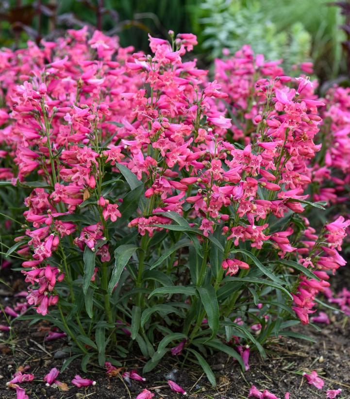 Penstemon barbatus BEJEWELED™ 'Pink Pearls'