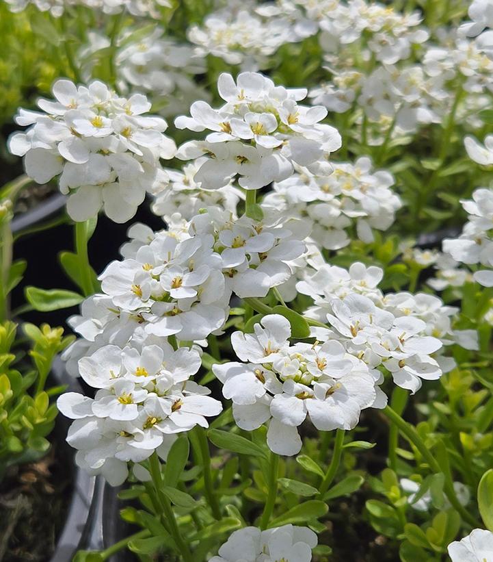 Iberis sempervirens 'White Shadow'