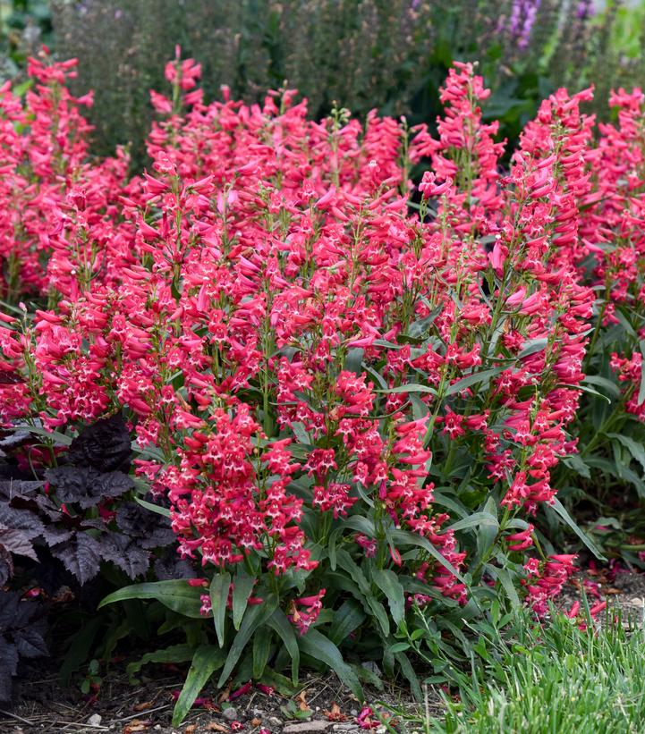 Penstemon barbatus BEJEWELED™ 'Rose Rhinestones'