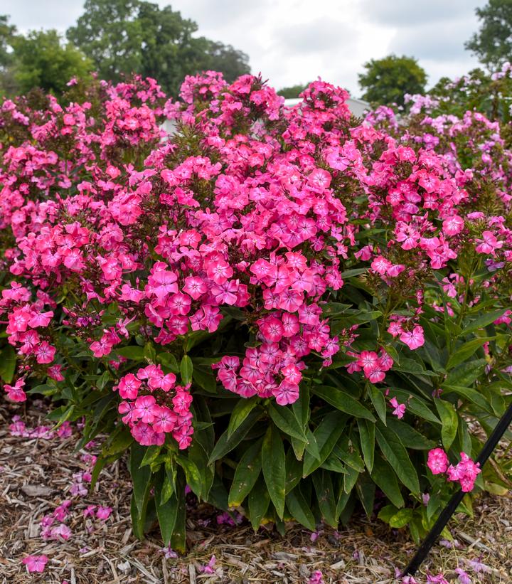 Phlox paniculata LUMINARY® 'Pink Lightning'